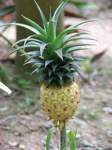 福岡市植物園33