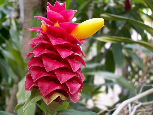 福岡市植物園4