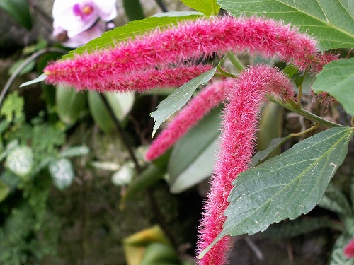 福岡市植物園22