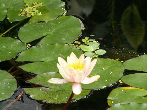 福岡市植物園31