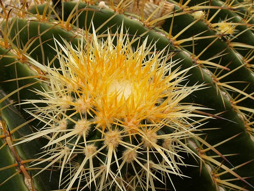福岡市植物園24