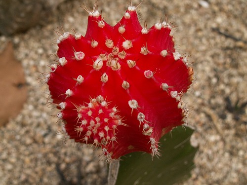 福岡市植物園3