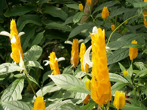 福岡市植物園10