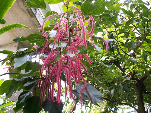 福岡市植物園19