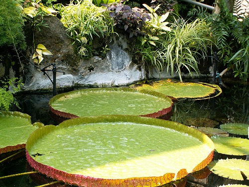 福岡市植物園37