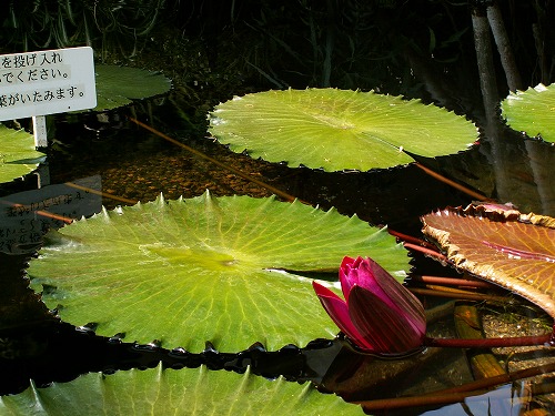 福岡市植物園36