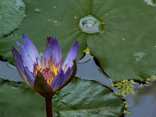 福岡市植物園35