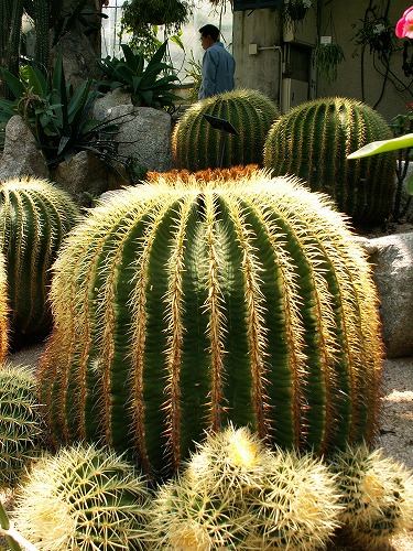 福岡市植物園18
