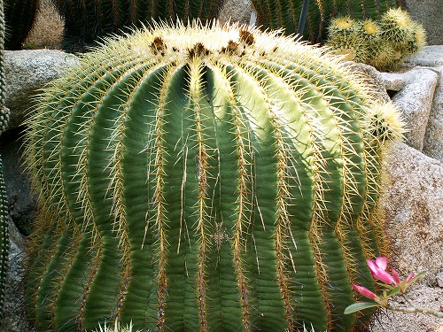 福岡市植物園13