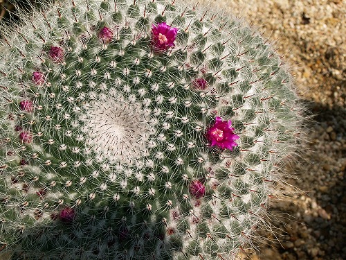 福岡市植物園15