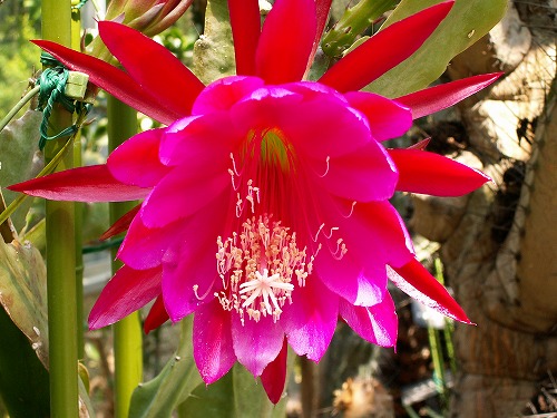 福岡市植物園17