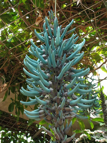 福岡市植物園20