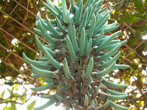福岡市植物園17