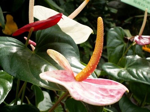 福岡市植物園4