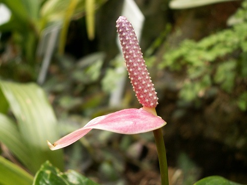 福岡市植物園5