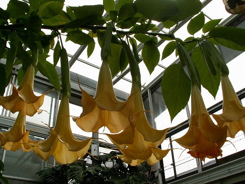 福岡市植物園28