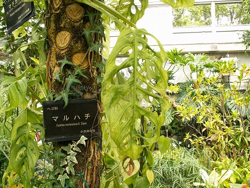福岡市植物園23