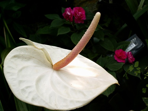 福岡市植物園8