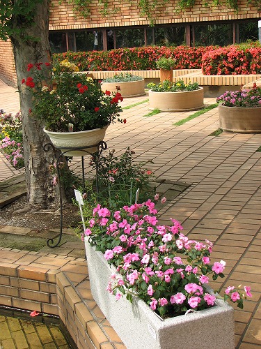 福岡市植物園展望台11