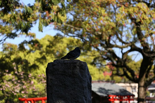 香椎宮16
