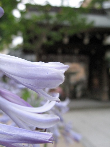 注連懸稲荷神社6