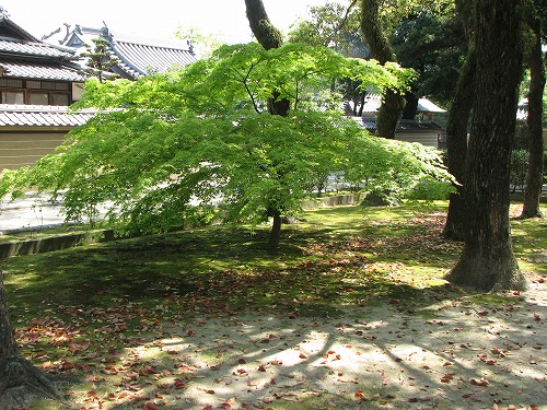 聖福寺23