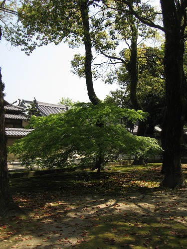 聖福寺22
