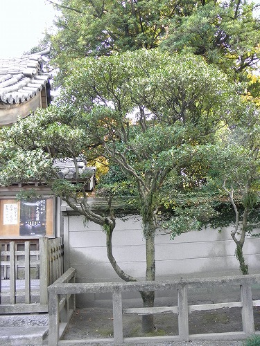 順心寺10
