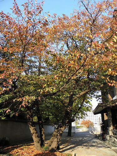 順心寺11