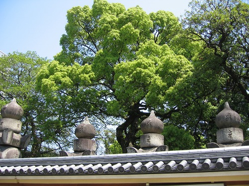東長寺33