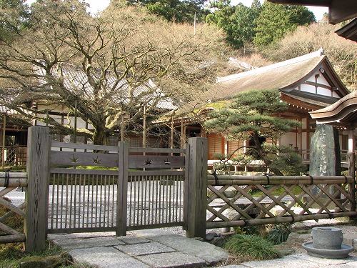 大楓8