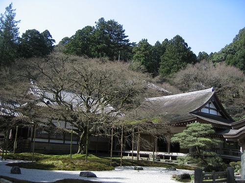 大楓5