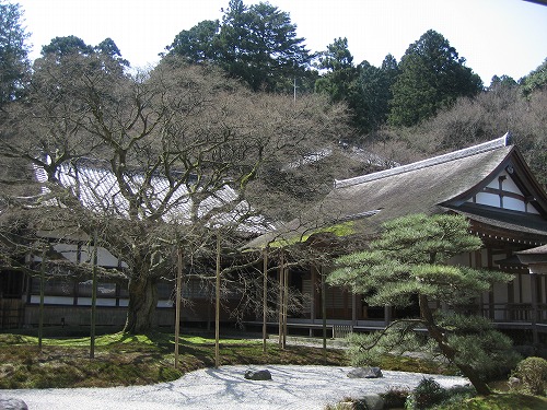 大楓7
