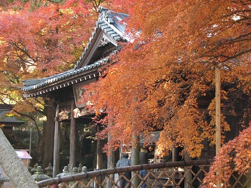 大楓20