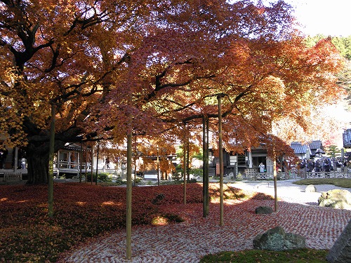 大楓17