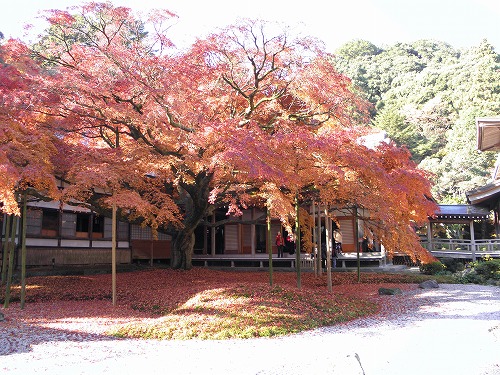 大楓13