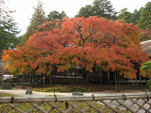 大楓1