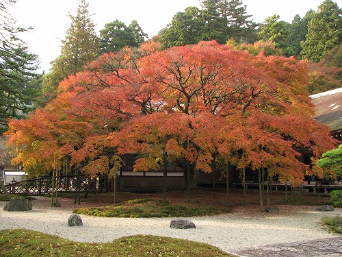 大楓2