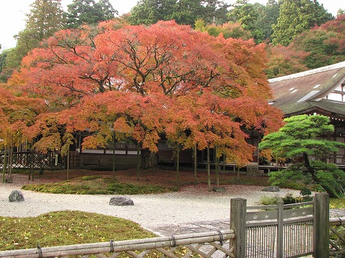 大楓20