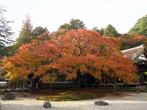 大楓4