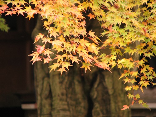 千如寺30