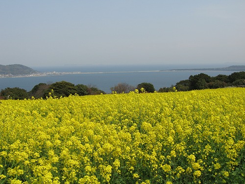 菜の花13