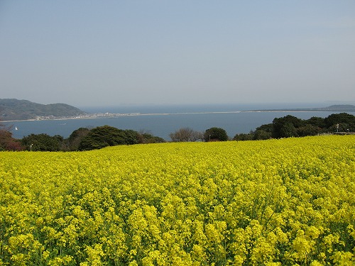 菜の花14