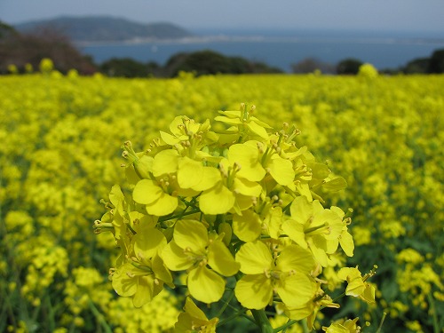 菜の花11