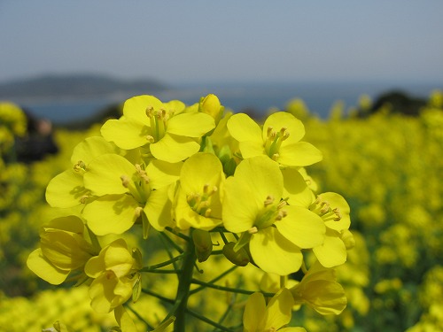 菜の花12