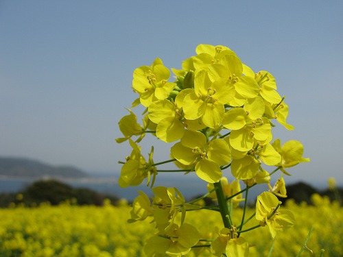 菜の花15
