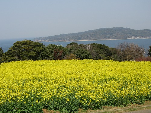 菜の花18