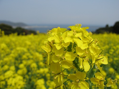 菜の花4