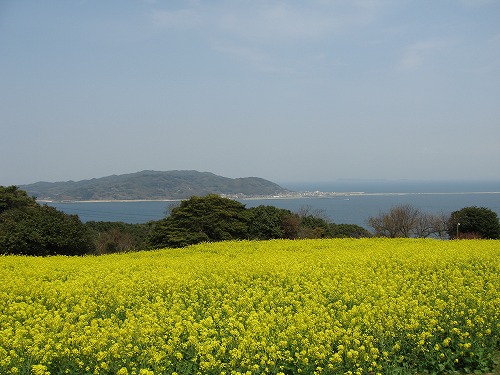 菜の花5