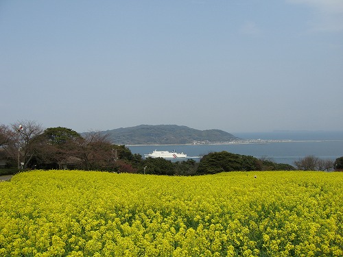 菜の花10